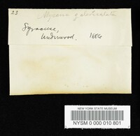 Mycena galericulata image