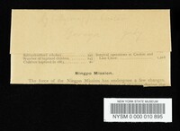 Mycena palustris image