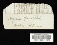 Mycena pura image