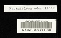 Hypholoma udum image