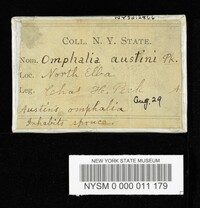 Omphalia austinii image