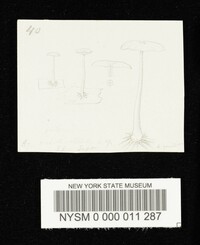 Hemimycena delectabilis image