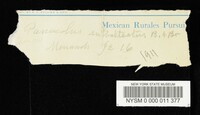 Panaeolus subbalteatus image
