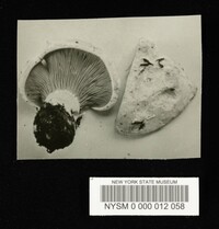 Paxillus simulans image