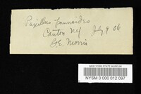 Tapinella panuoides image