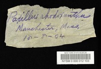 Phylloporus rhodoxanthus image