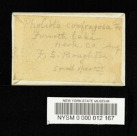 Tubaria confragosa image