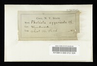 Pholiota aggericola image