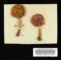 Hemistropharia albocrenulata image