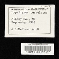 Hypsizygus tessulatus image