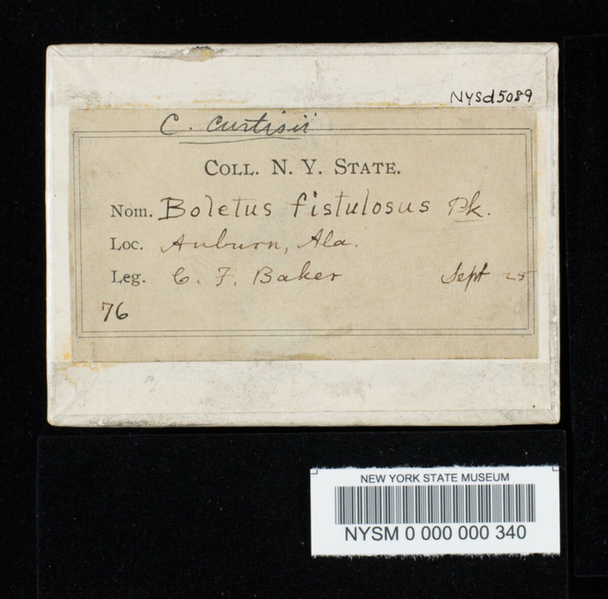 Boletus fistulosus image