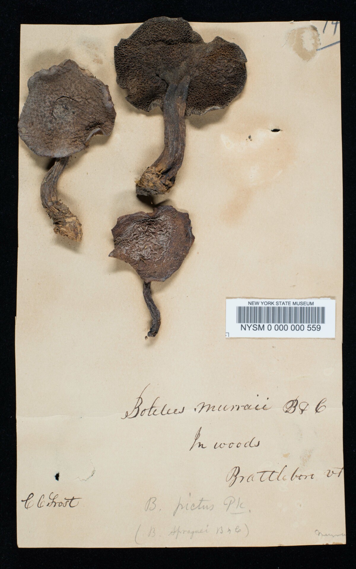 Boletus murrayi image