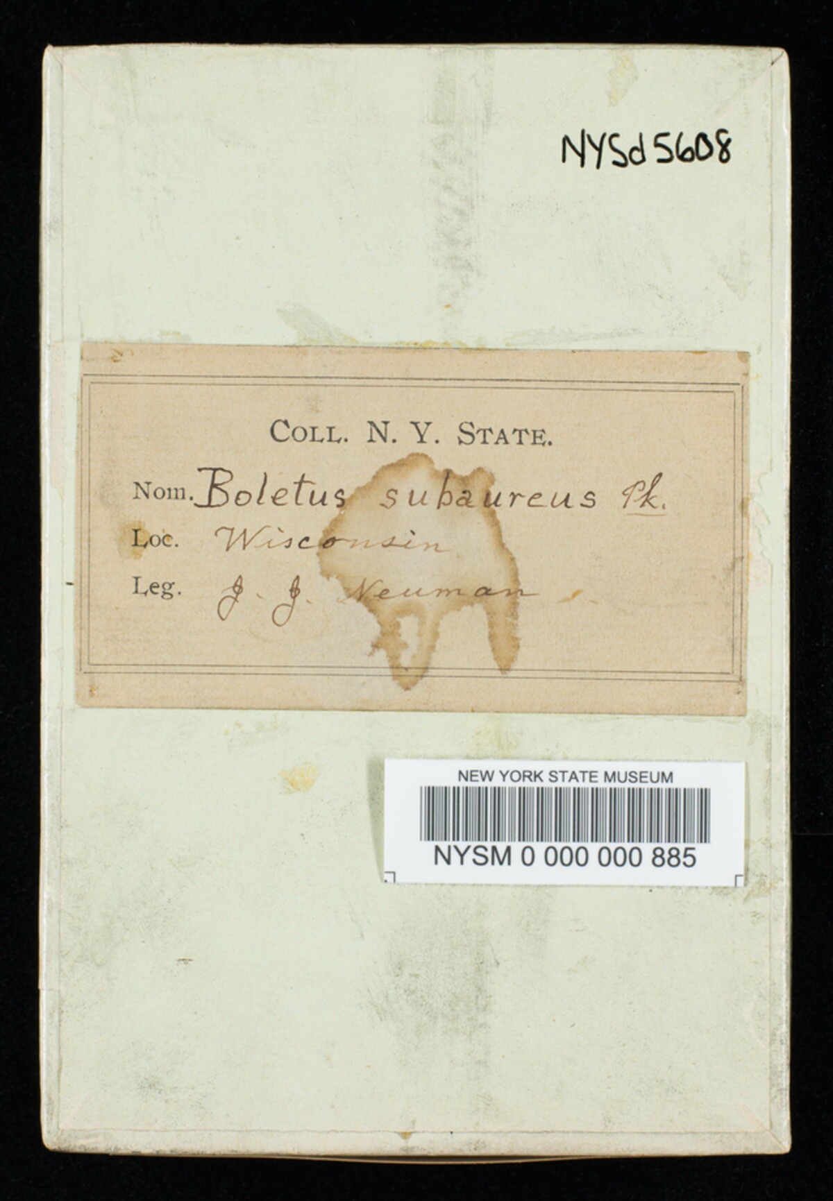 Boletus subaureus image