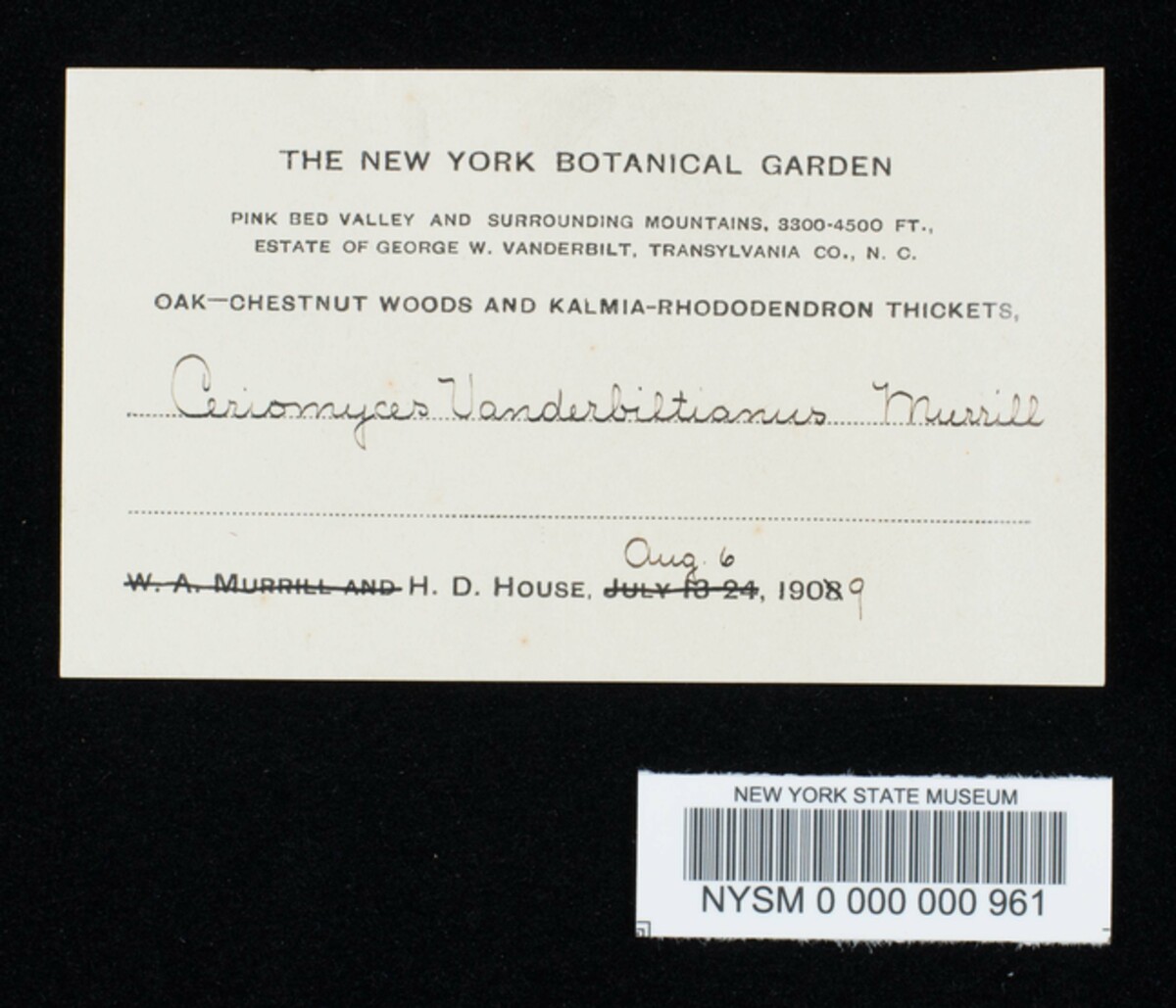 Boletus vanderbiltianus image