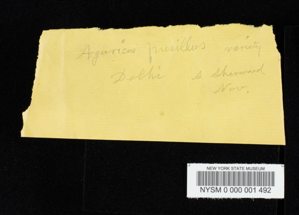 Agaricus pusillus image