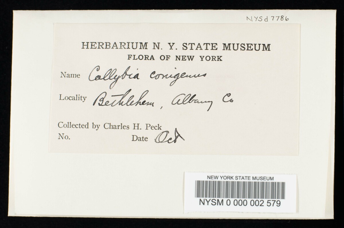 Collybia conigena image