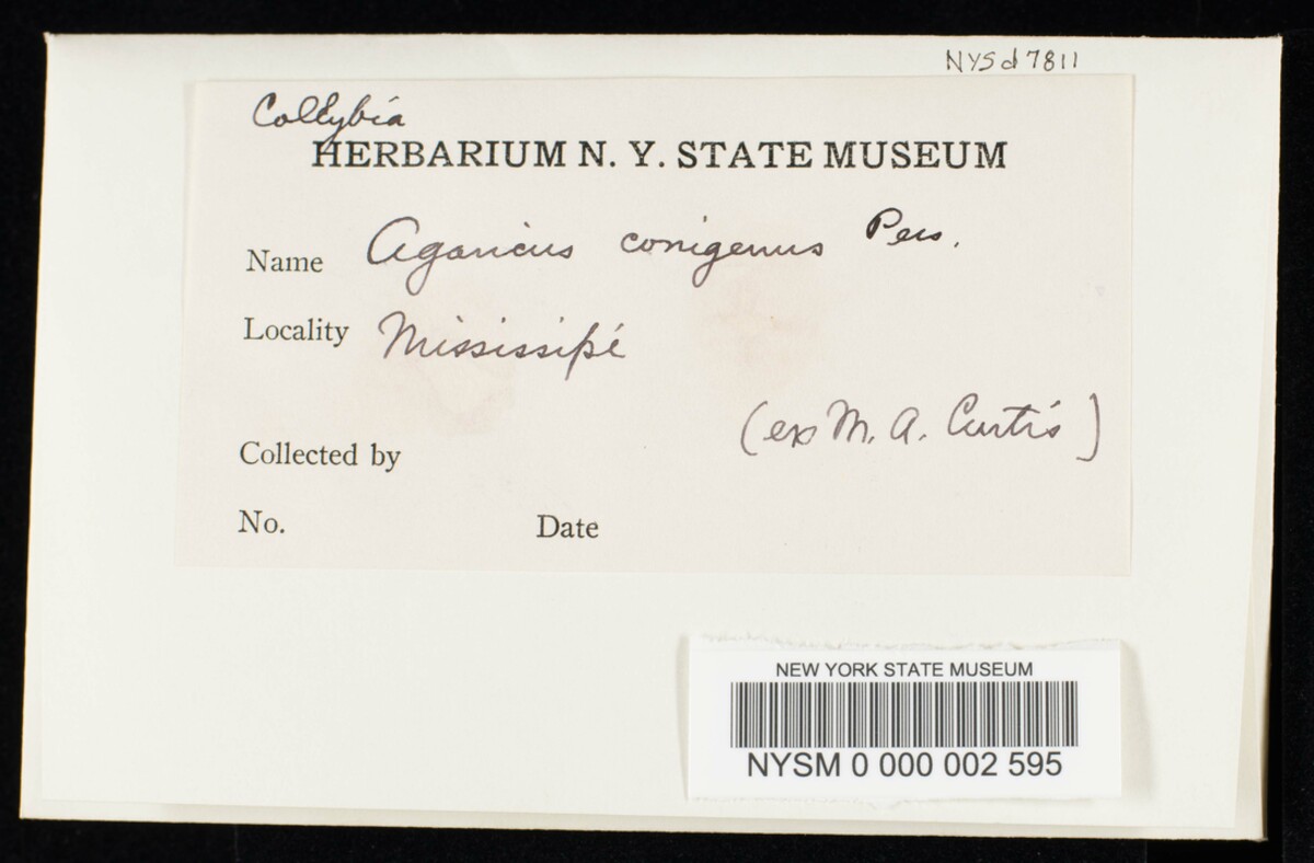Collybia conigena image