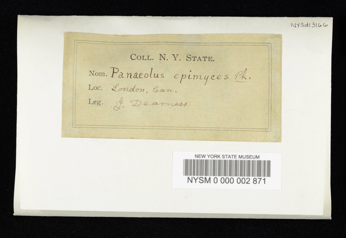 Panaeolus epimyces image