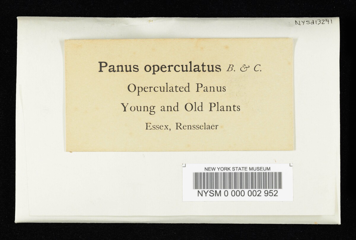 Panus operculatus image