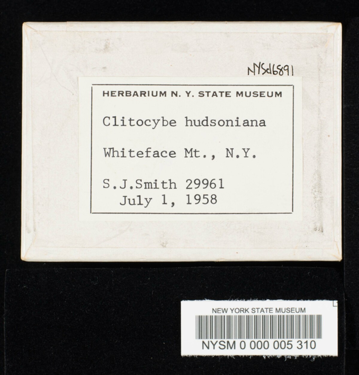 Lichenomphalia hudsoniana image