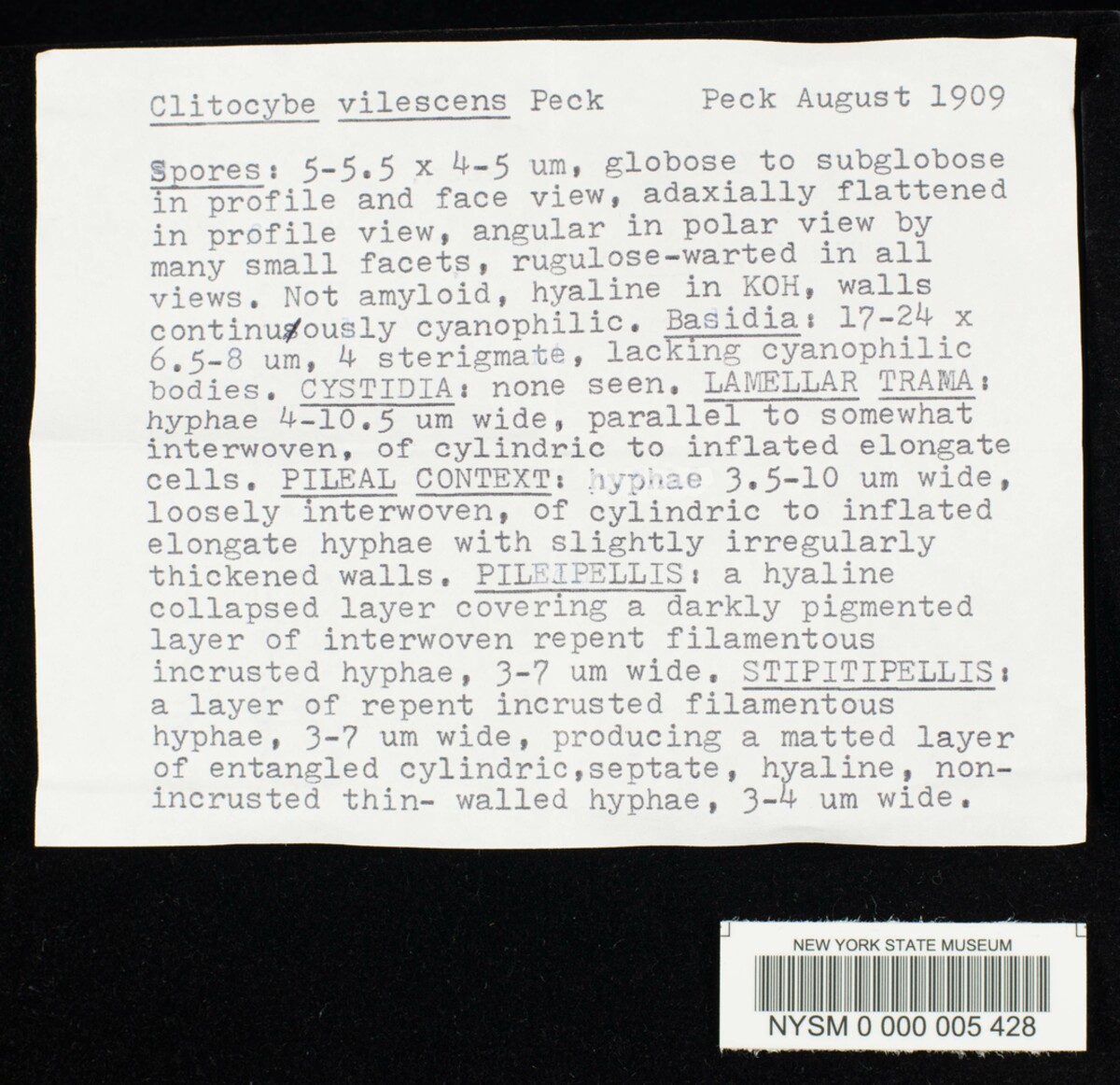 Clitocybe vilescens image