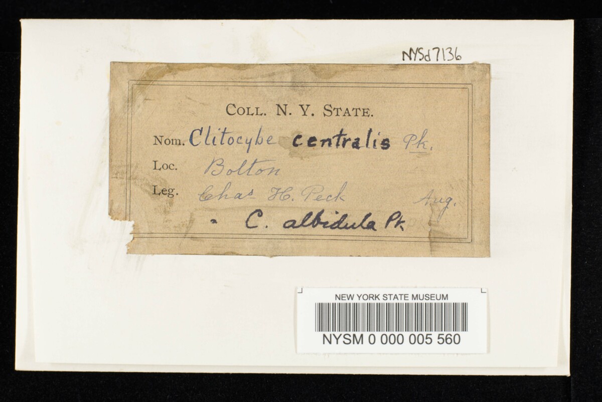 Clitocybe centralis image