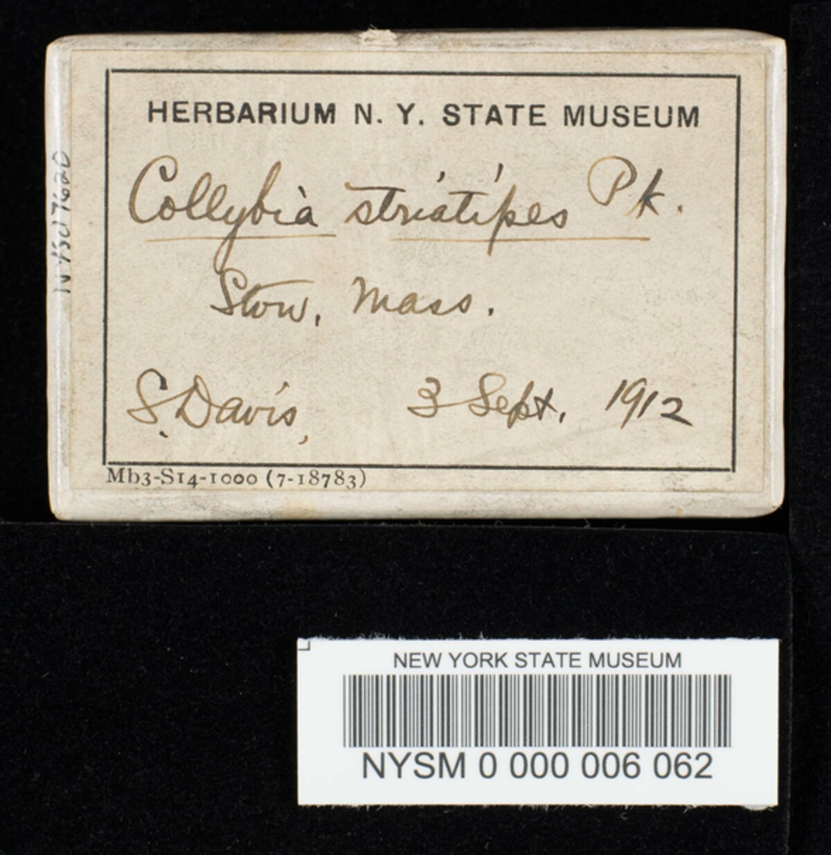 Collybia strictipes image