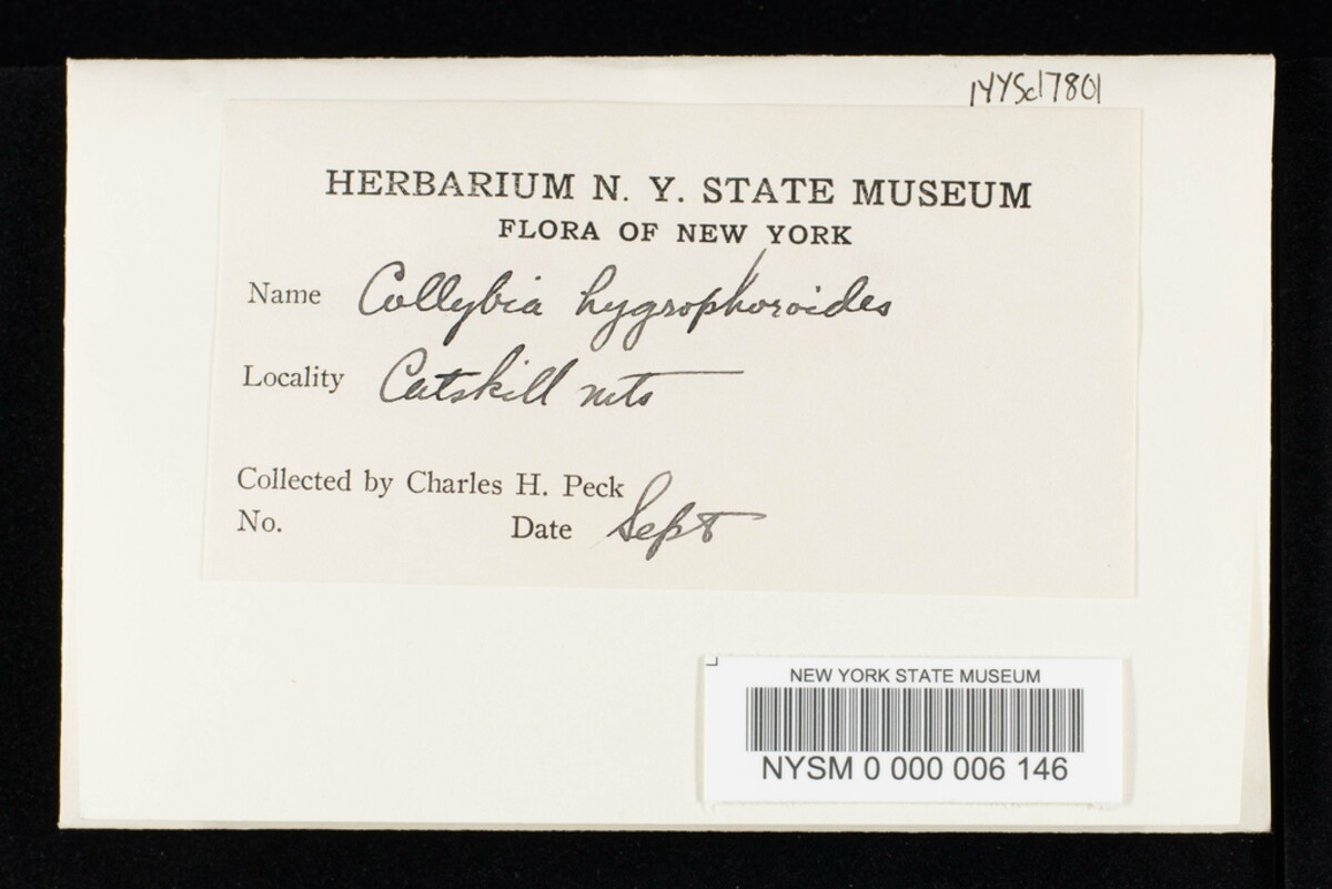 Caulorhiza hygrophoroides image