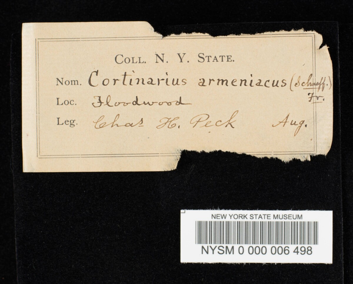 Cortinarius armeniacus image