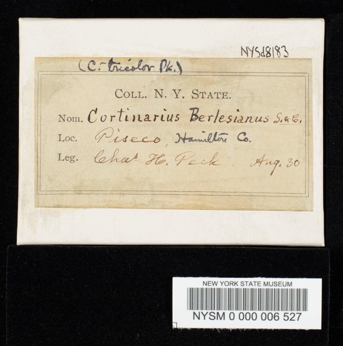 Cortinarius berlesianus image