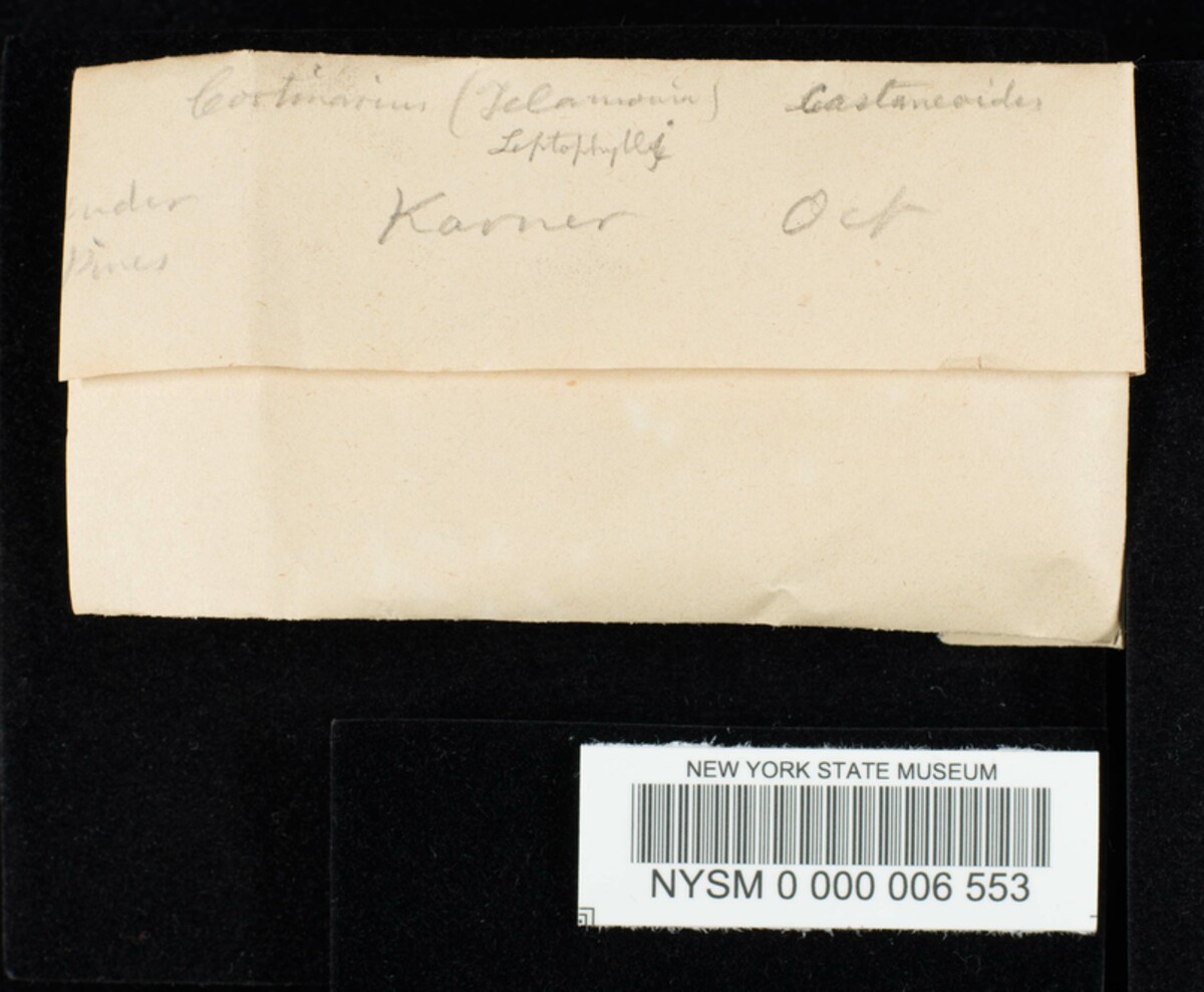 Cortinarius castaneoides image