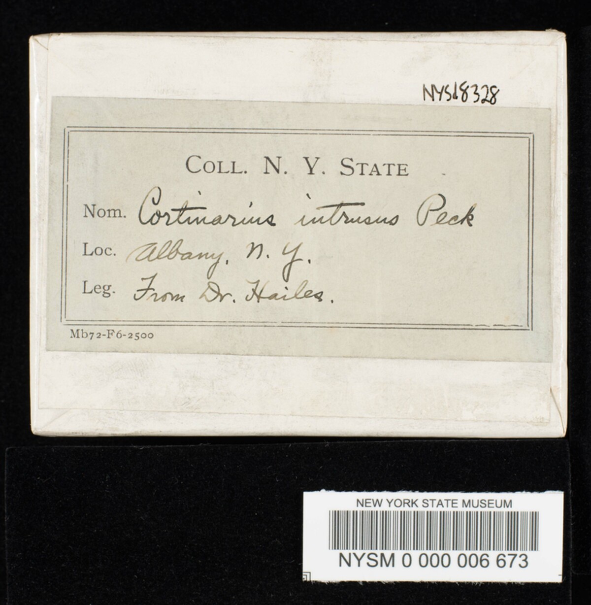Conocybe intrusa image