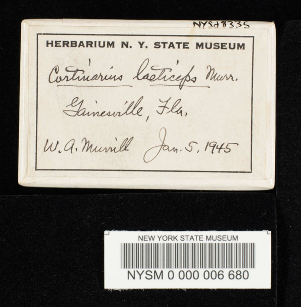 Cortinarius lacticeps image