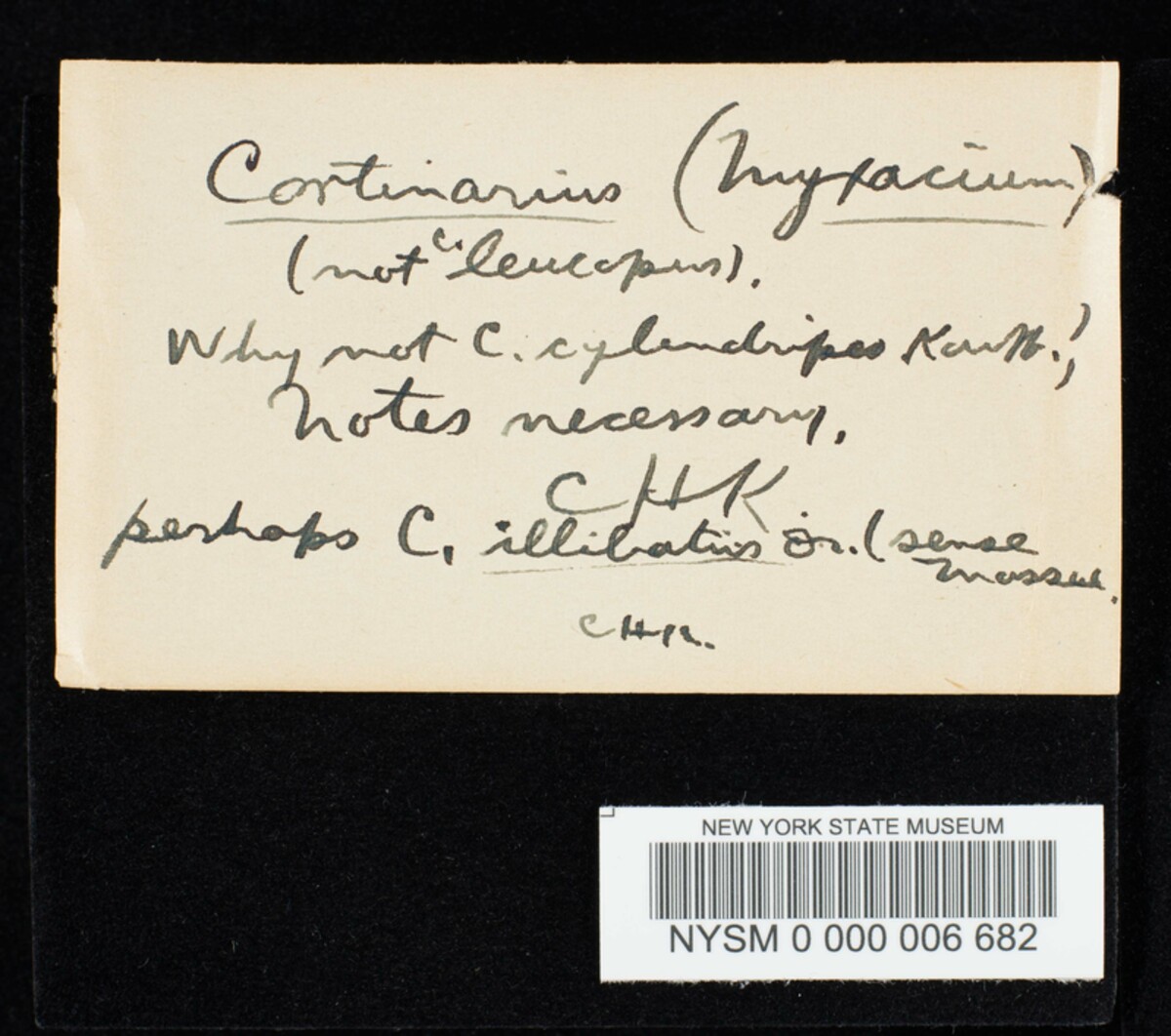 Cortinarius leucopus image