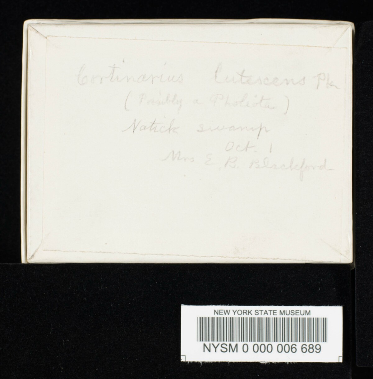 Cortinarius saporatus image