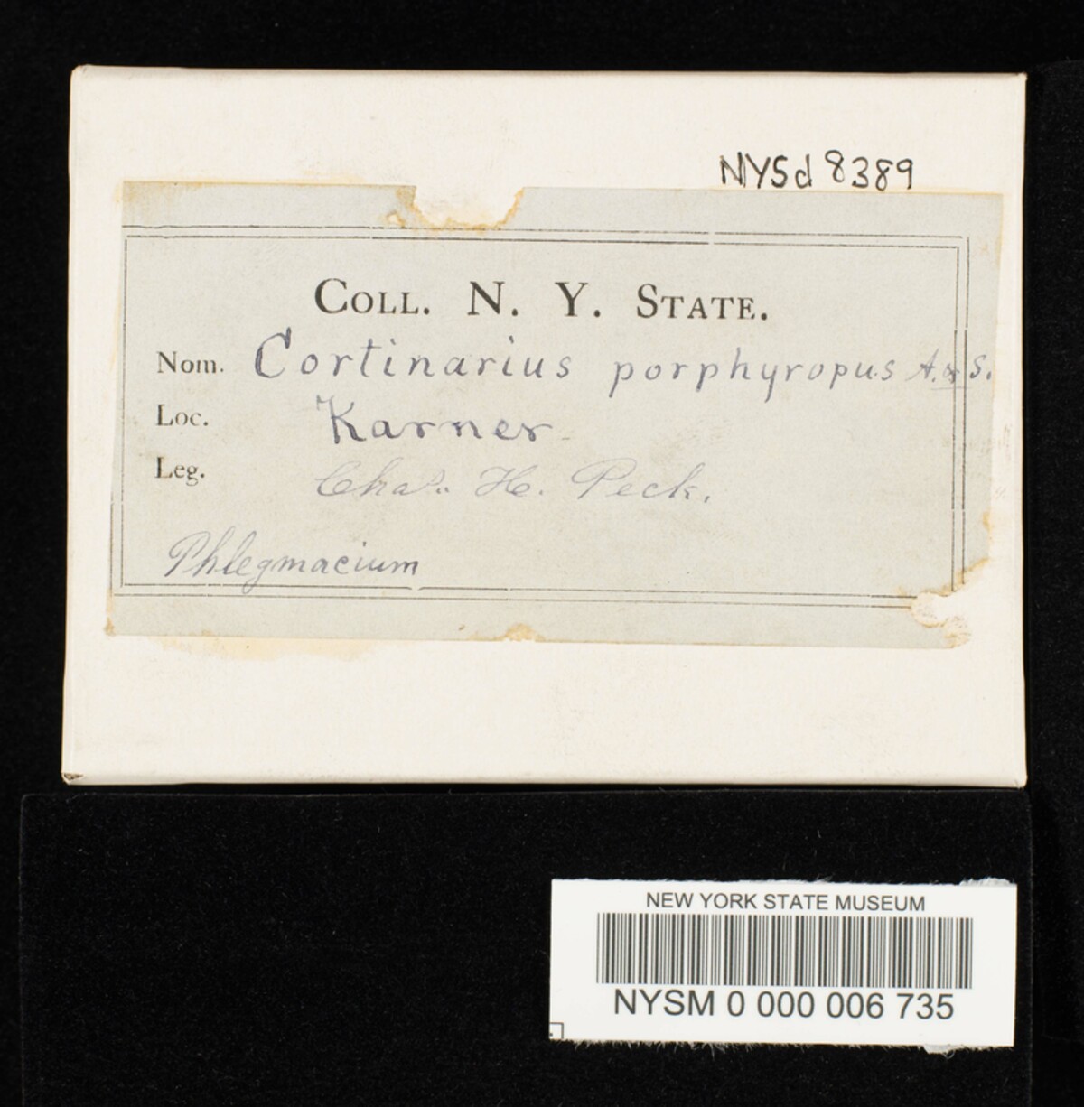 Cortinarius porphyropus image
