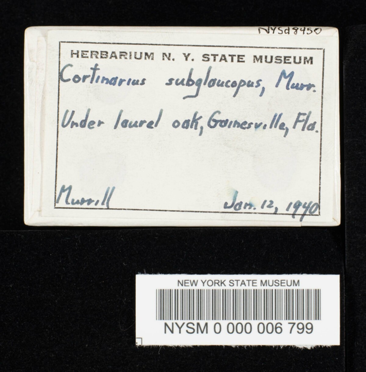 Cortinarius magicus image