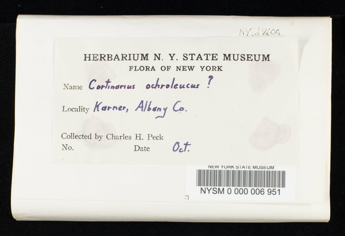 Cortinarius ochroleucus image