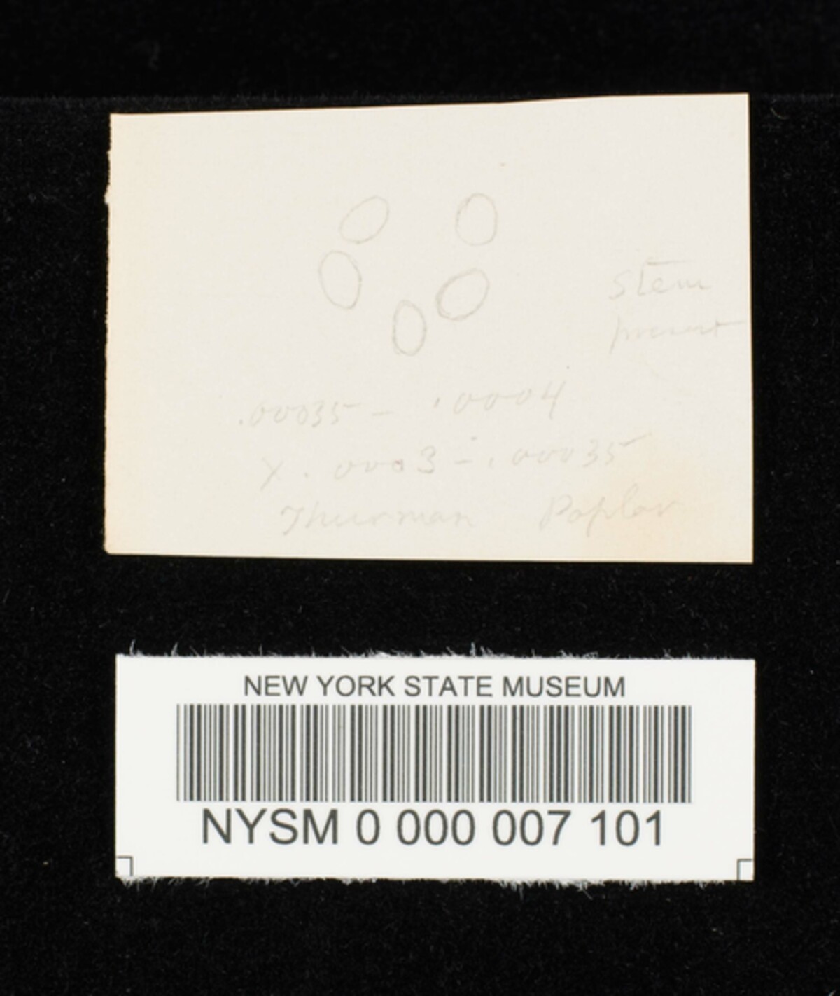 Simocybe haustellaris image