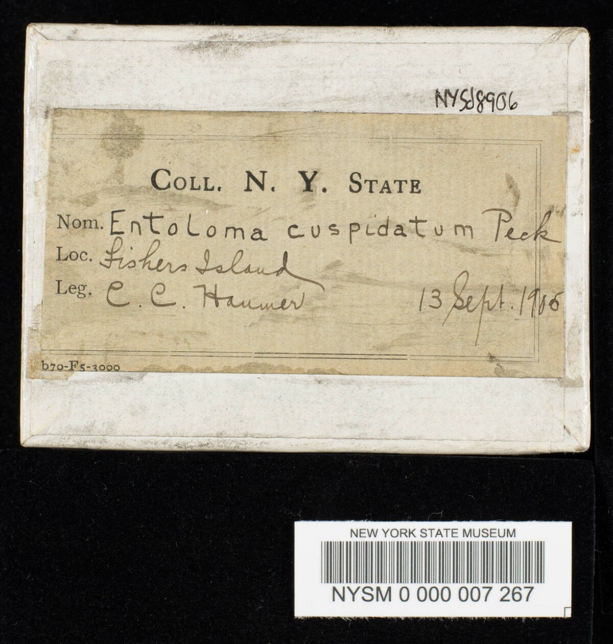 Entoloma cuspidatum image