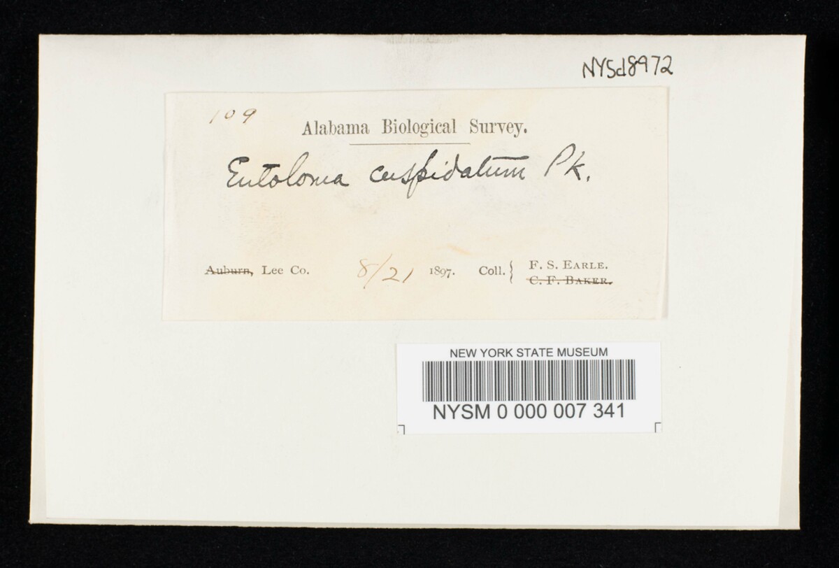 Entoloma cuspidatum image