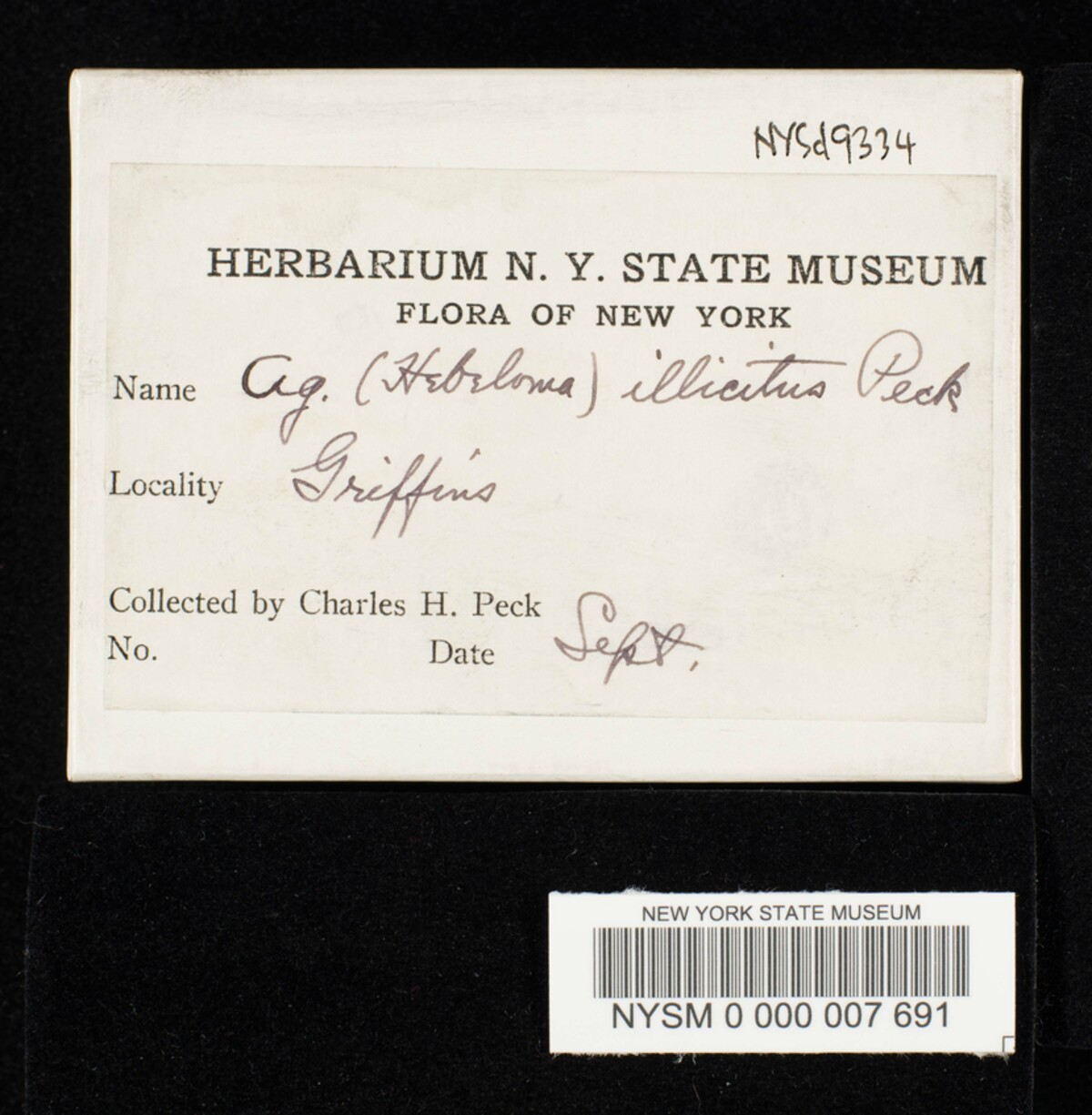 Hebeloma illicitum image