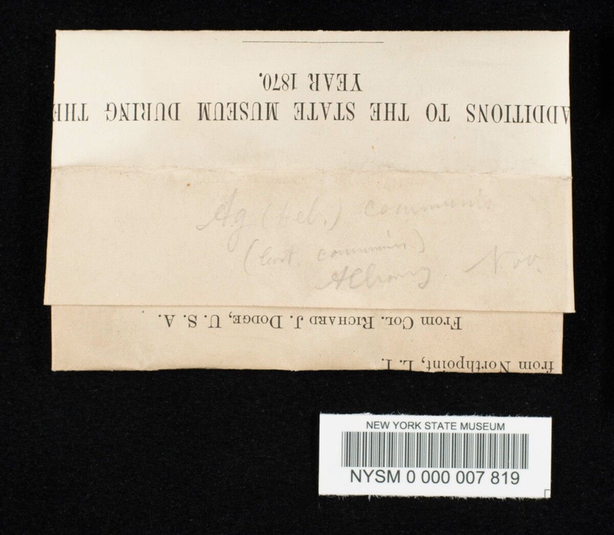 Hebeloma sordidum image