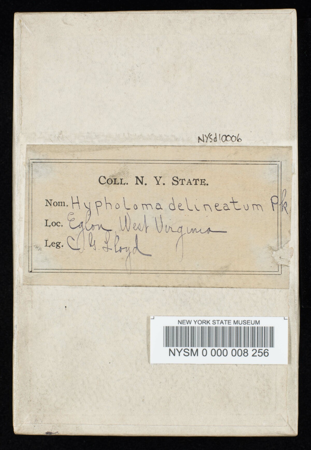 Hypholoma delineatum image