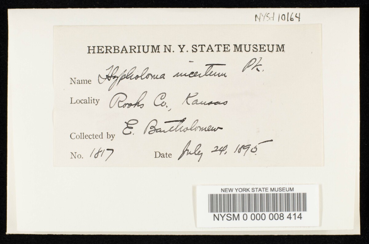 Psathyrella incerta image