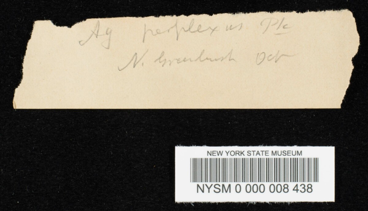 Hypholoma perplexum image