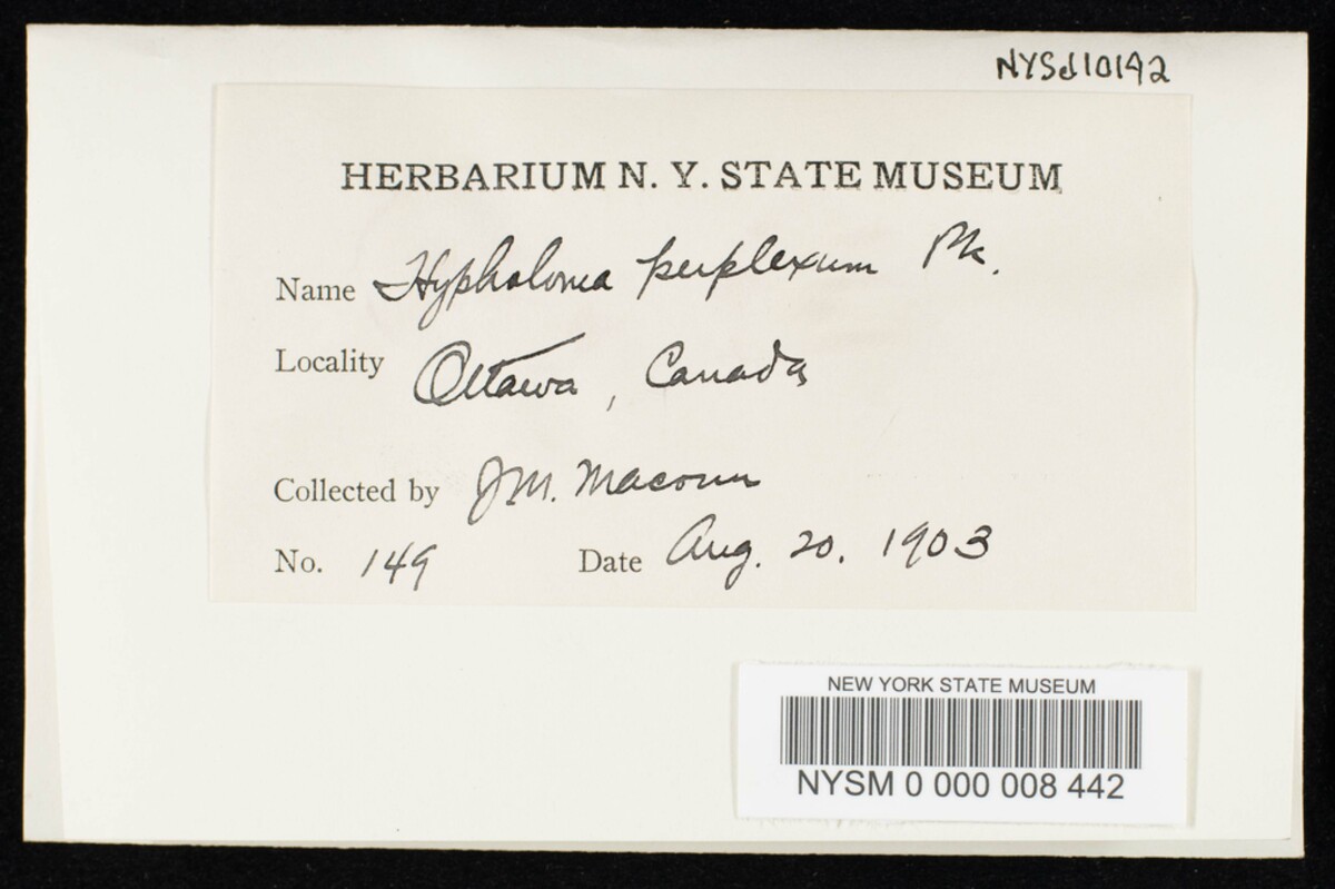 Hypholoma perplexum image