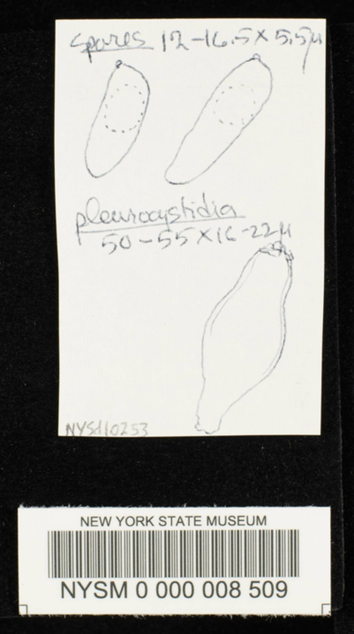 Inocybe gigantispora image