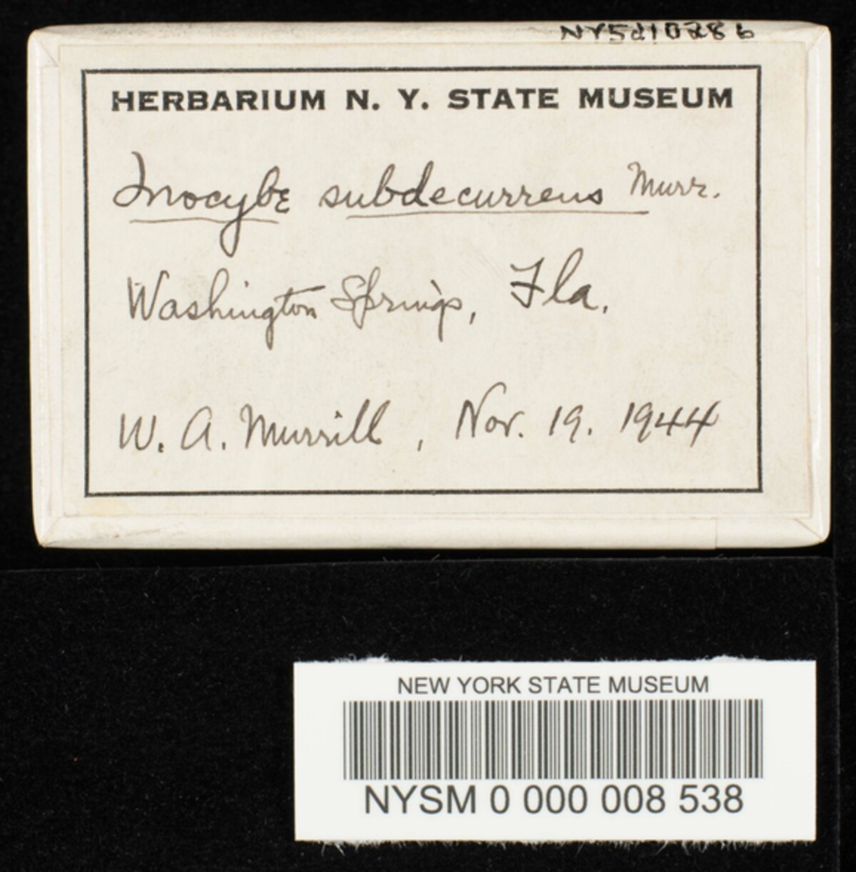Inocybe subdecurrens image