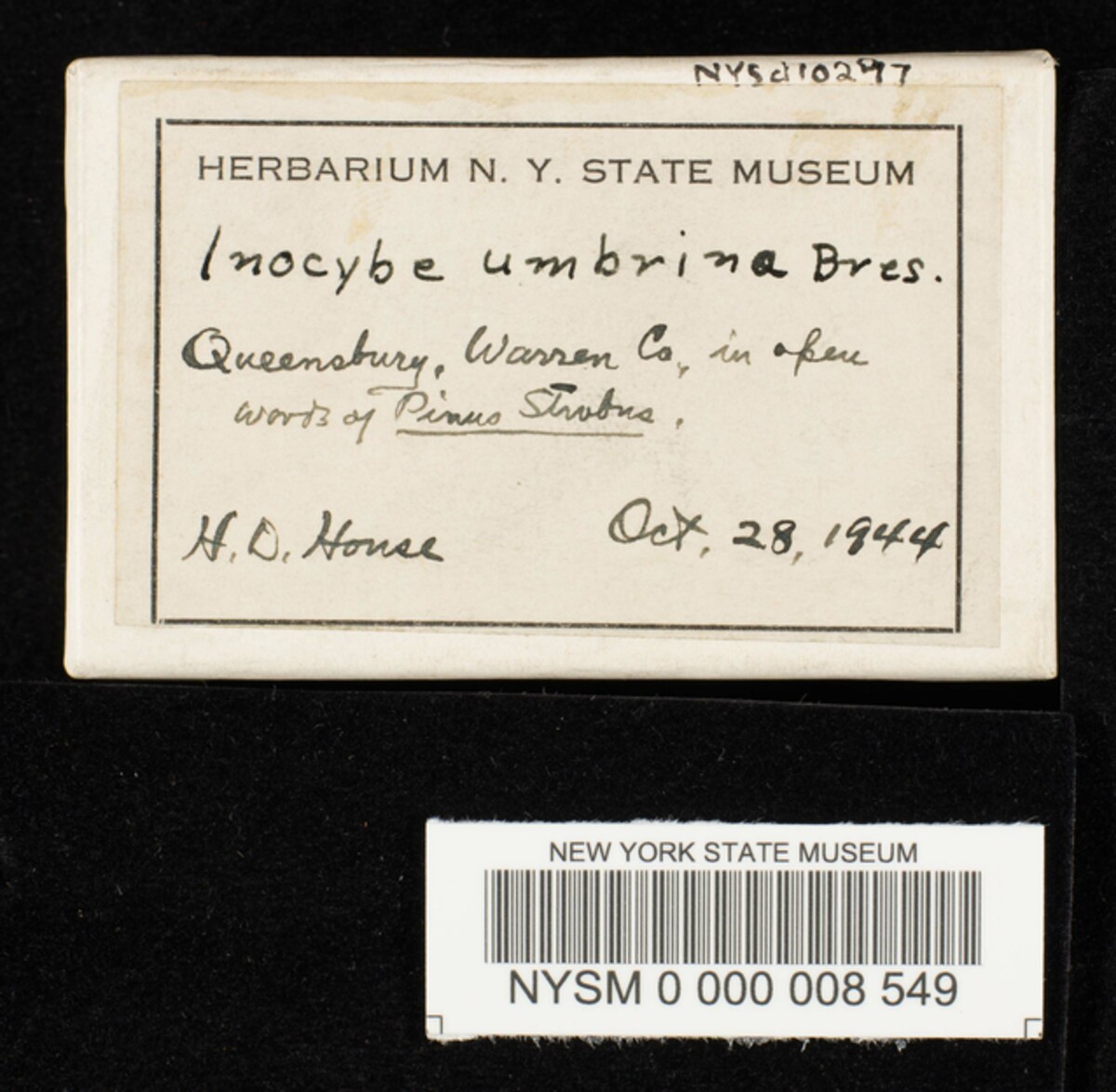 Inocybe umbrina image